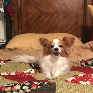 Meet your Posher, Dominique